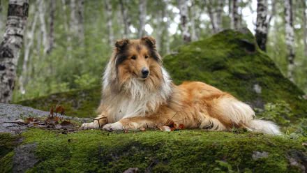 dog Animal rough collie HD Desktop Wallpaper | Background Image
