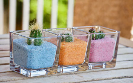 potted plant plant nature cactus HD Desktop Wallpaper | Background Image