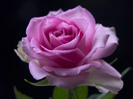 pink rose macro nature rose HD Desktop Wallpaper | Background Image