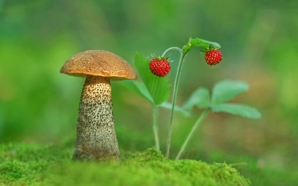 Nature Mushroom Moss Strawberry Macro HD Wallpaper | Background Image