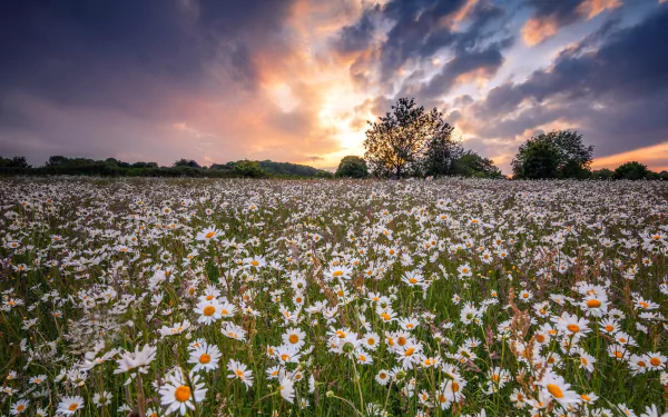 white flower flower summer field nature chamomile HD Desktop Wallpaper | Background Image