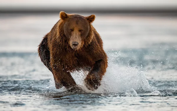 splash Animal bear HD Desktop Wallpaper | Background Image
