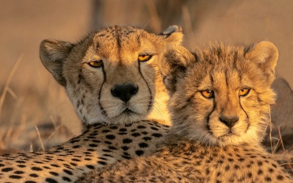 Animal Cheetah Cats Cub Baby Animal HD Wallpaper | Background Image