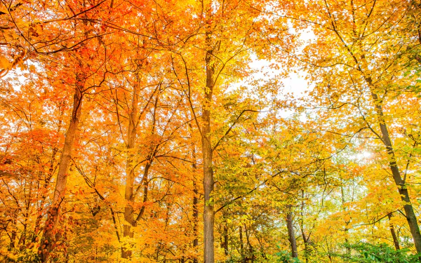 HD PC desktop wallpaper featuring a vibrant forest scene with trees showcasing bright orange and yellow fall foliage in a natural setting.
