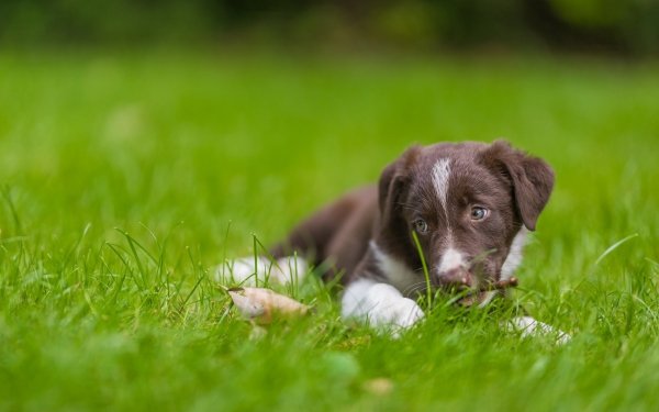Animal Puppy Dogs Grass Dog Baby Animal HD Wallpaper | Background Image