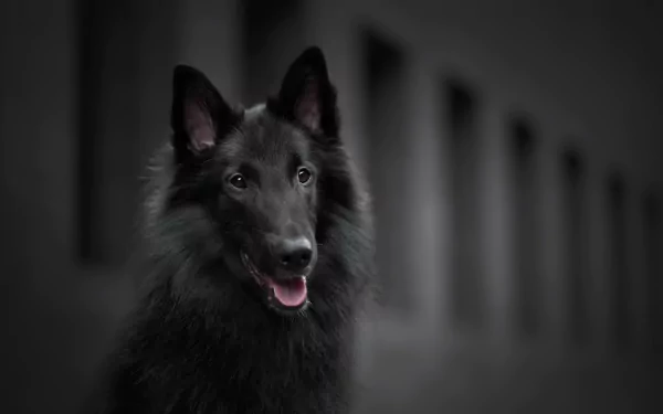 Groenendael dog Animal belgian shepherd HD Desktop Wallpaper | Background Image