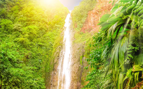 HD desktop wallpaper of a vibrant jungle thicket with a tall waterfall cascading down a rocky cliff, bathed in warm sunlight filtering through lush green foliage.