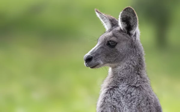 Close-up of an eastern grey kangaroo against a soft green background, captured in 4K Ultra HD quality for a clear and detailed PC desktop wallpaper.
