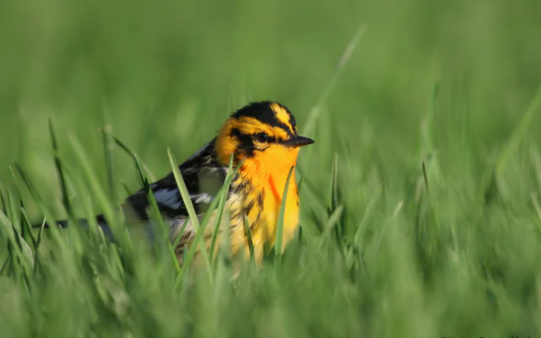 bird Animal warbler HD Desktop Wallpaper | Background Image