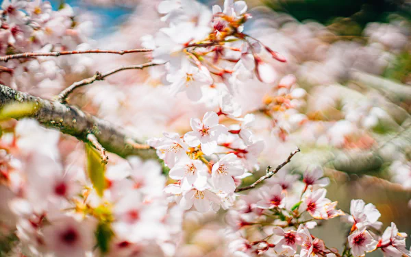 white flower nature blossom HD Desktop Wallpaper | Background Image