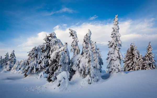 Norway fir tree snow nature winter HD Desktop Wallpaper | Background Image