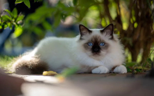 ragdoll Animal cat HD Desktop Wallpaper | Background Image