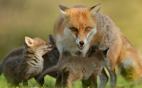 Animal Fox Baby Animal Cub HD Wallpaper | Background Image