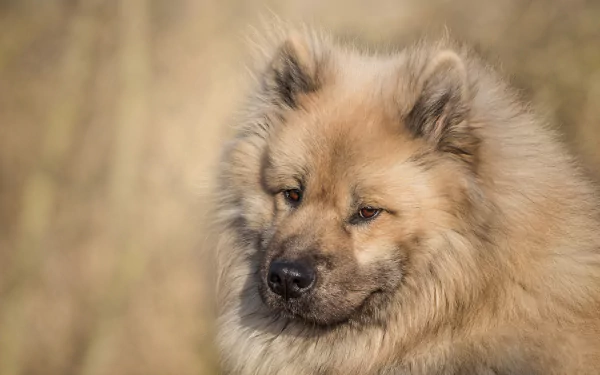 dog muzzle Animal eurasier HD Desktop Wallpaper | Background Image