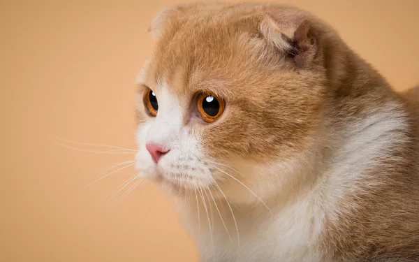 Scottish Fold Animal cat HD Desktop Wallpaper | Background Image