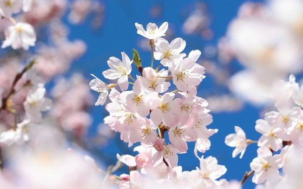 Earth Blossom Flowers Macro Branch Spring Flower HD Wallpaper | Background Image