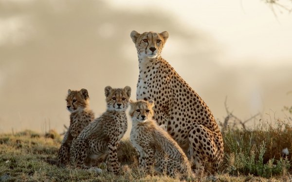 Cheetah HD Wallpaper | Background Image | 1920x1080 | ID:190728 ...