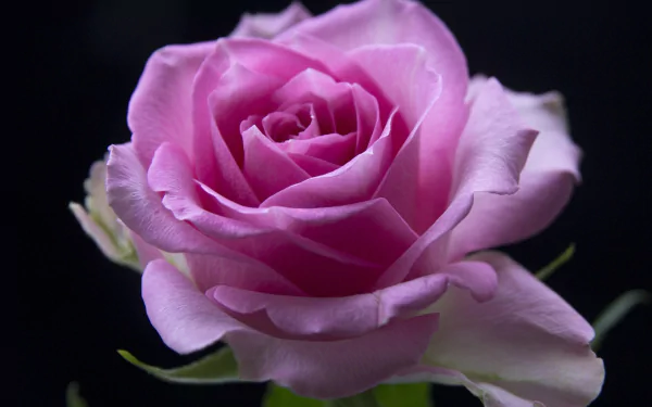 pink rose macro nature rose HD Desktop Wallpaper | Background Image