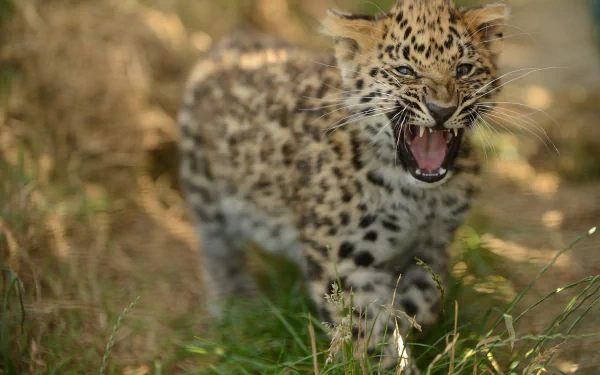 amur leopard cub Animal leopard HD Desktop Wallpaper | Background Image