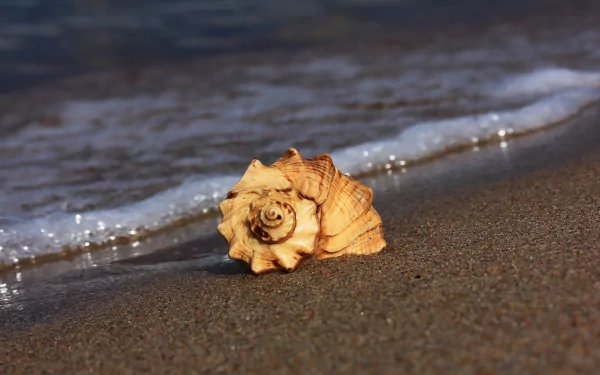 sand nature shell HD Desktop Wallpaper | Background Image