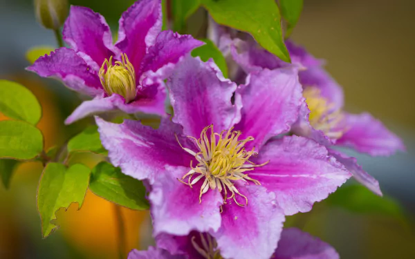 flower petal macro nature clematis HD Desktop Wallpaper | Background Image