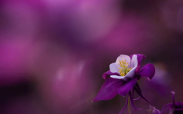 blur aquilegia purple flower petal macro nature flower HD Desktop Wallpaper | Background Image