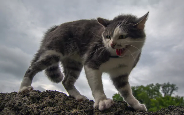 kitten Animal cat HD Desktop Wallpaper | Background Image