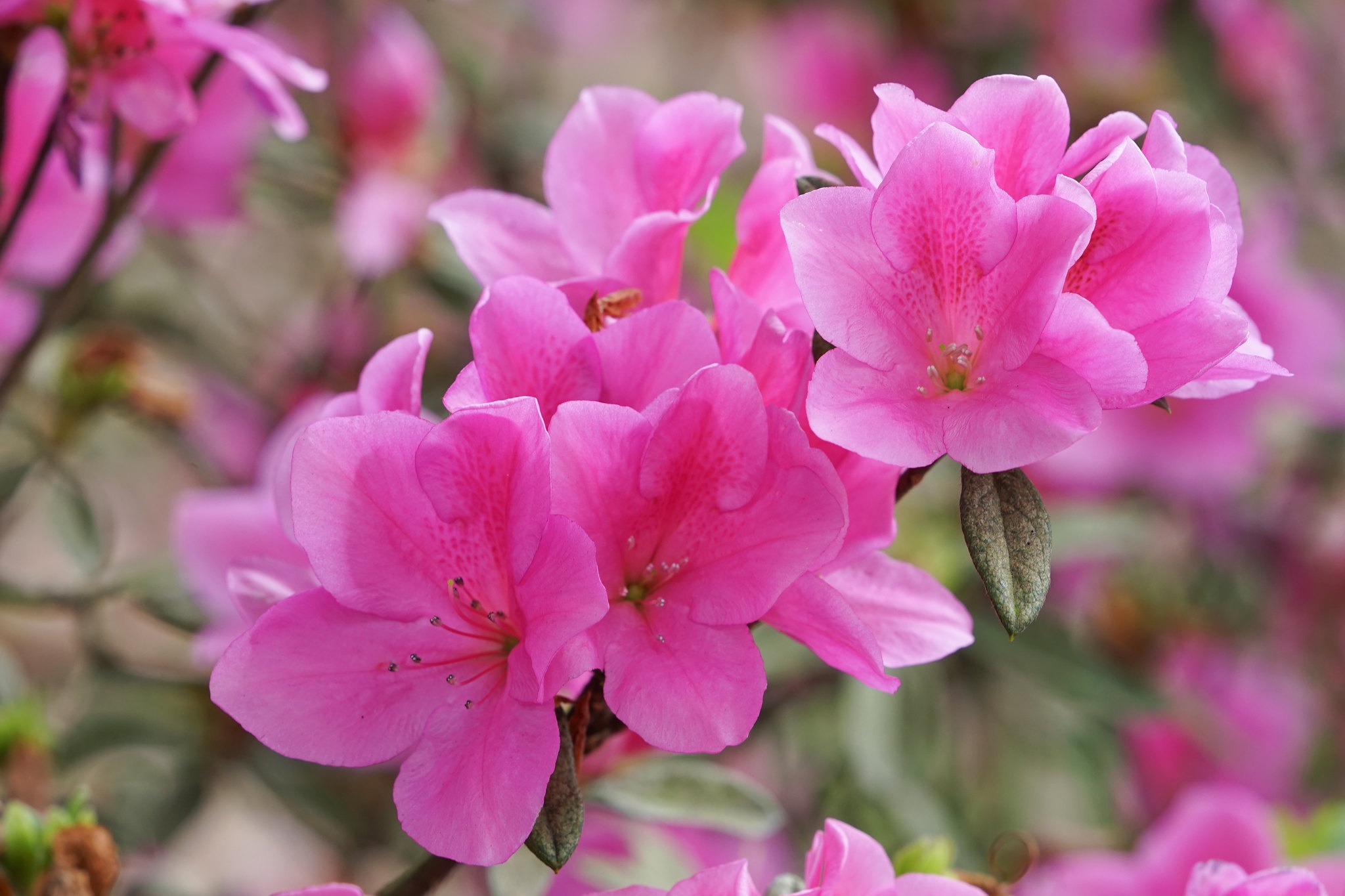 Download Macro Branch Petal Flower Nature Azalea HD Wallpaper