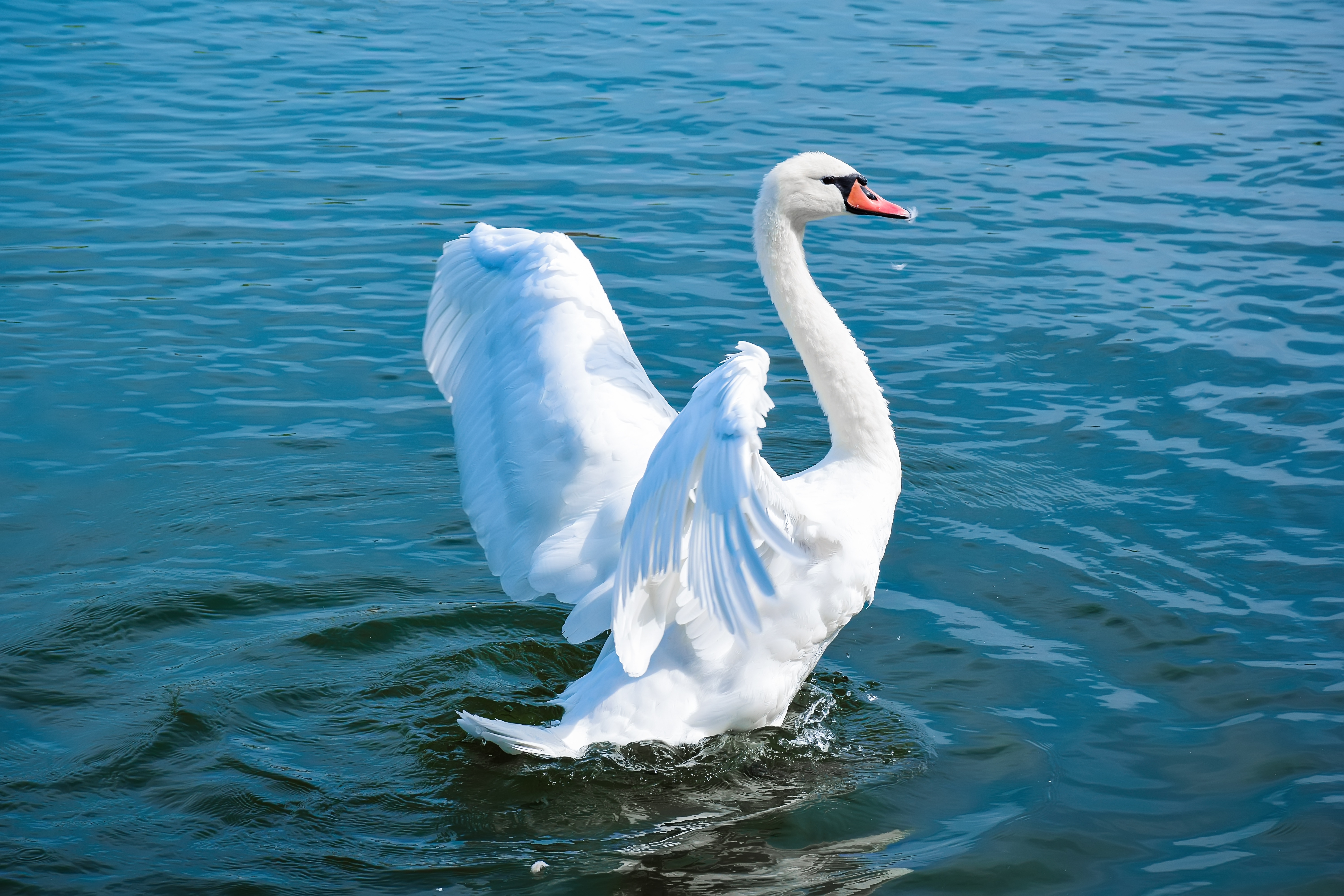 Mute Swan 4k Ultra HD Wallpaper | Background Image | 6000x4000