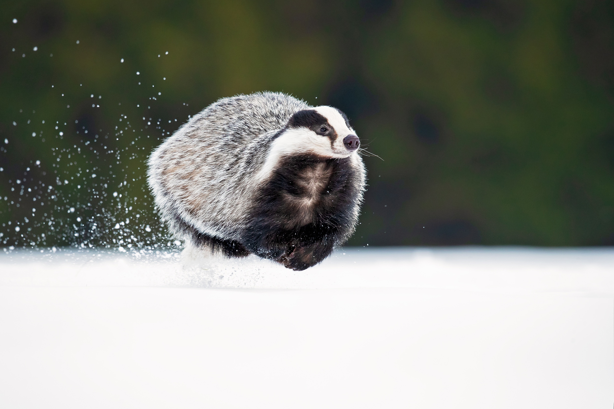 Animal Badger HD Wallpaper | Background Image