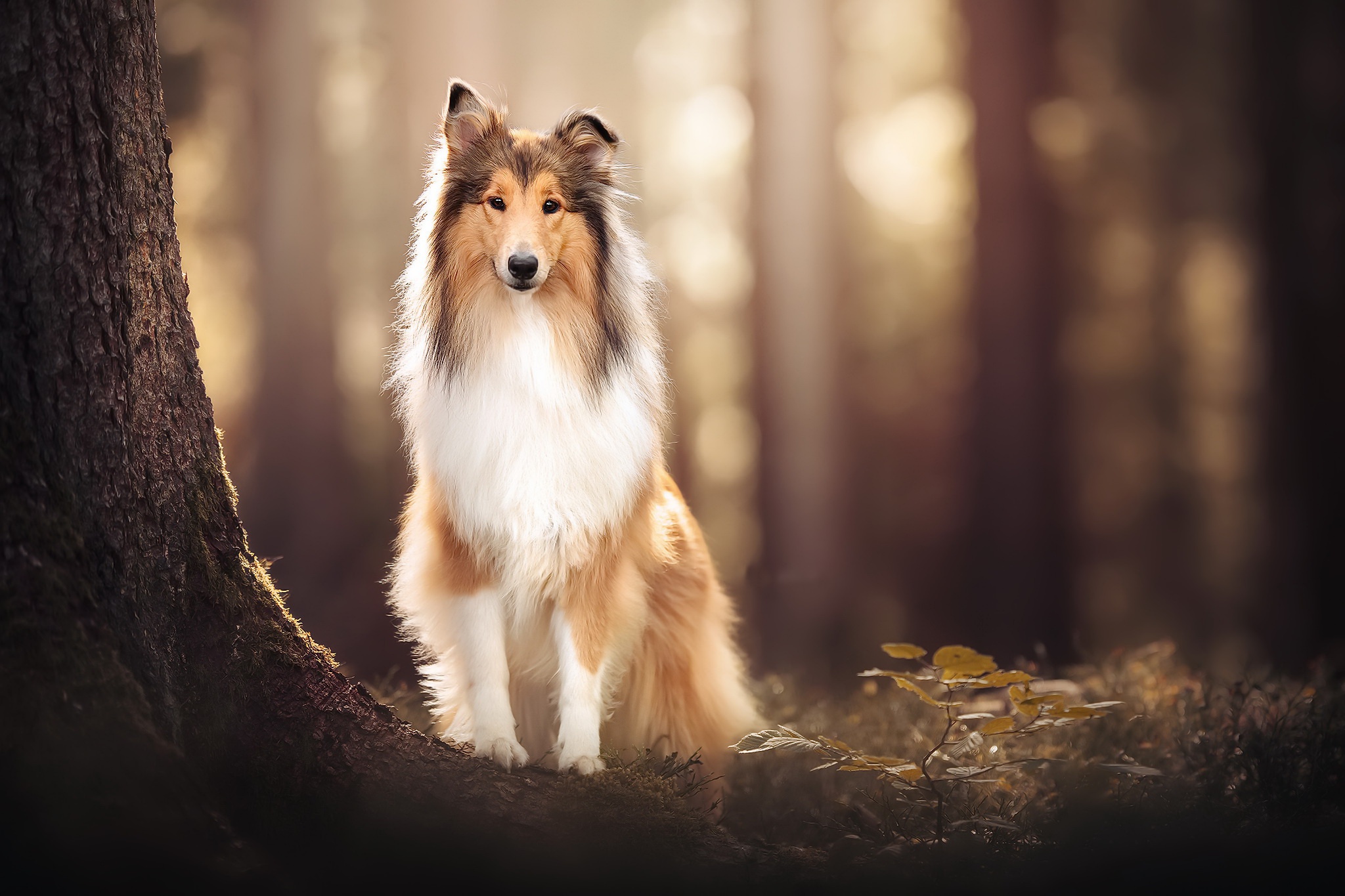 Animal Shetland Sheepdog HD Wallpaper