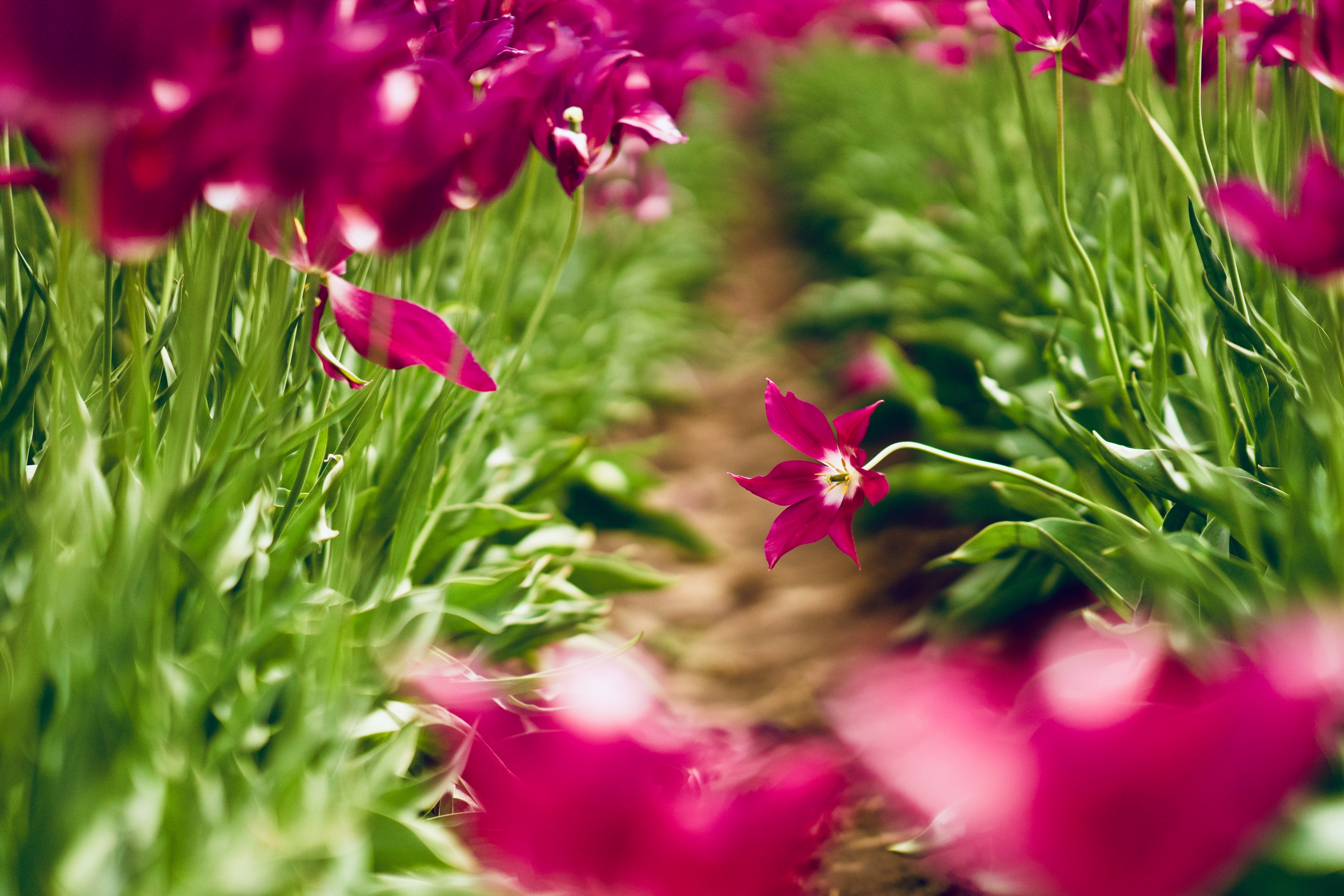 Download Pink Flower Spring Blur Nature Tulip 4k Ultra HD Wallpaper