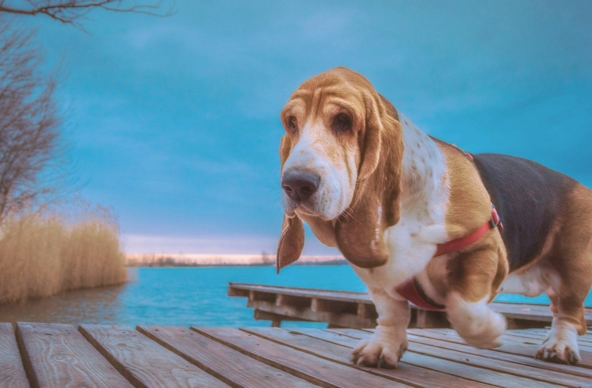 Download Dog Water Animal Basset Hound HD Wallpaper