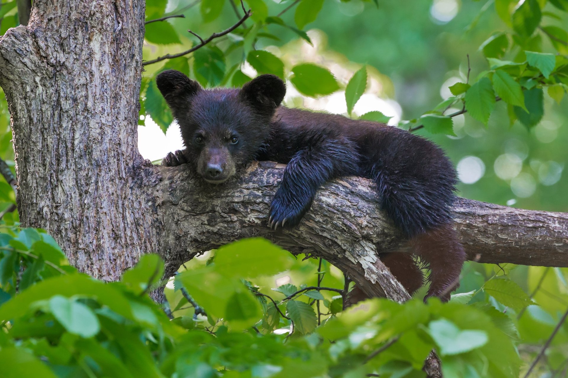 Bear cub (baby animal) lounging on a tree trunk among green leaves — 4K Ultra HD PC desktop wallpaper background.