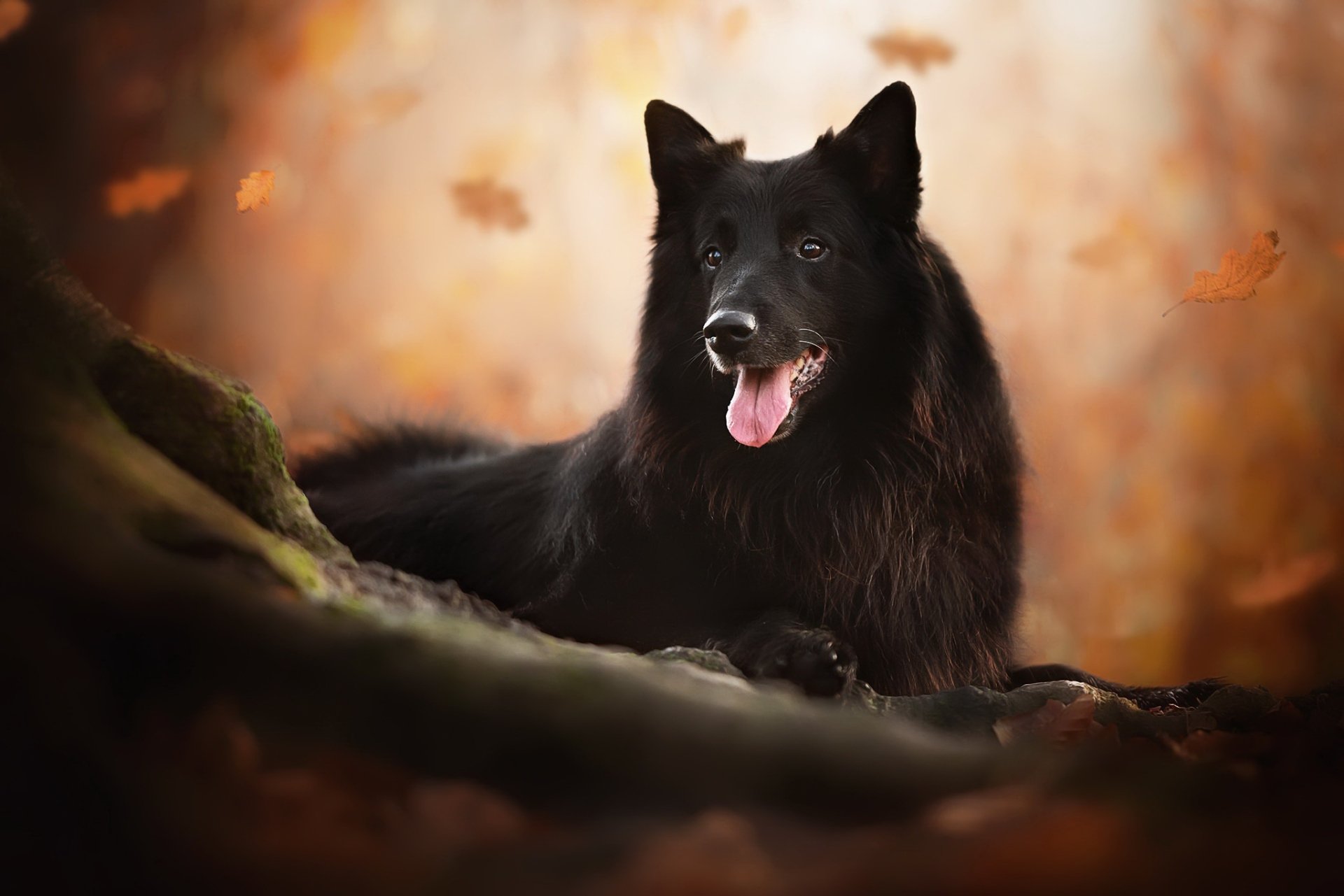 Belgian Shepherd HD Wallpaper