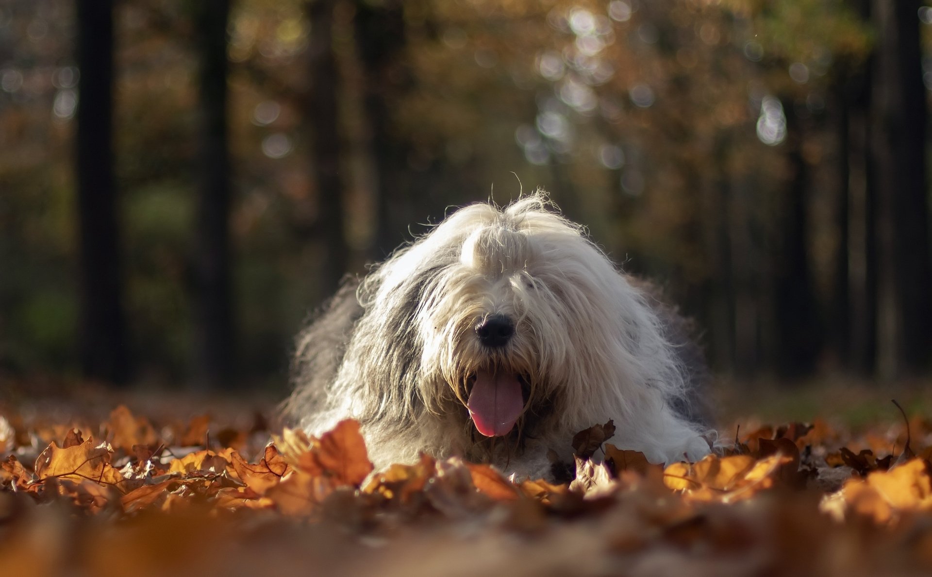 Download Dog Animal Old English Sheepdog HD Wallpaper