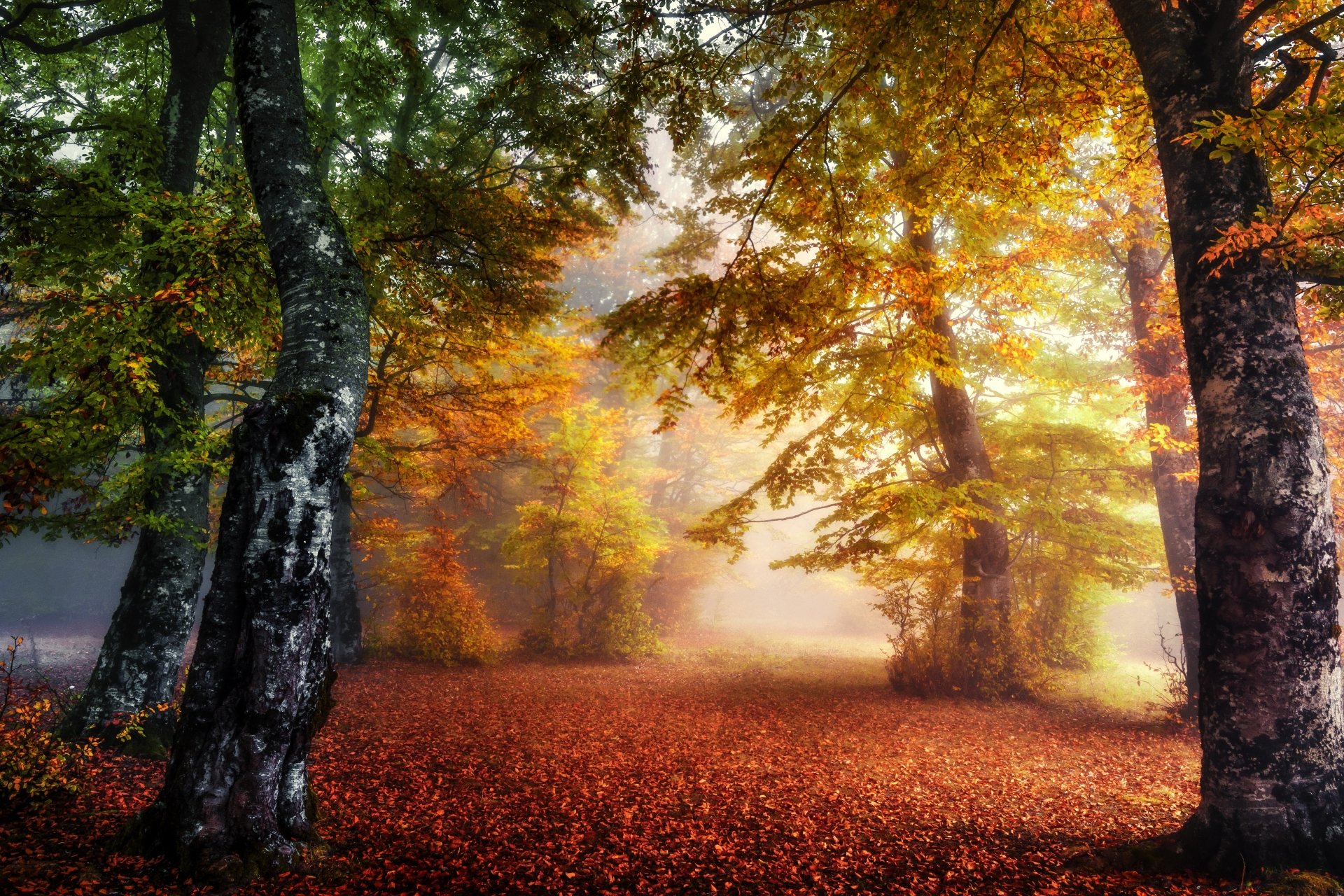 Download Fog Nature Forest Fall 4k Ultra HD Wallpaper | 6000x4000 ...