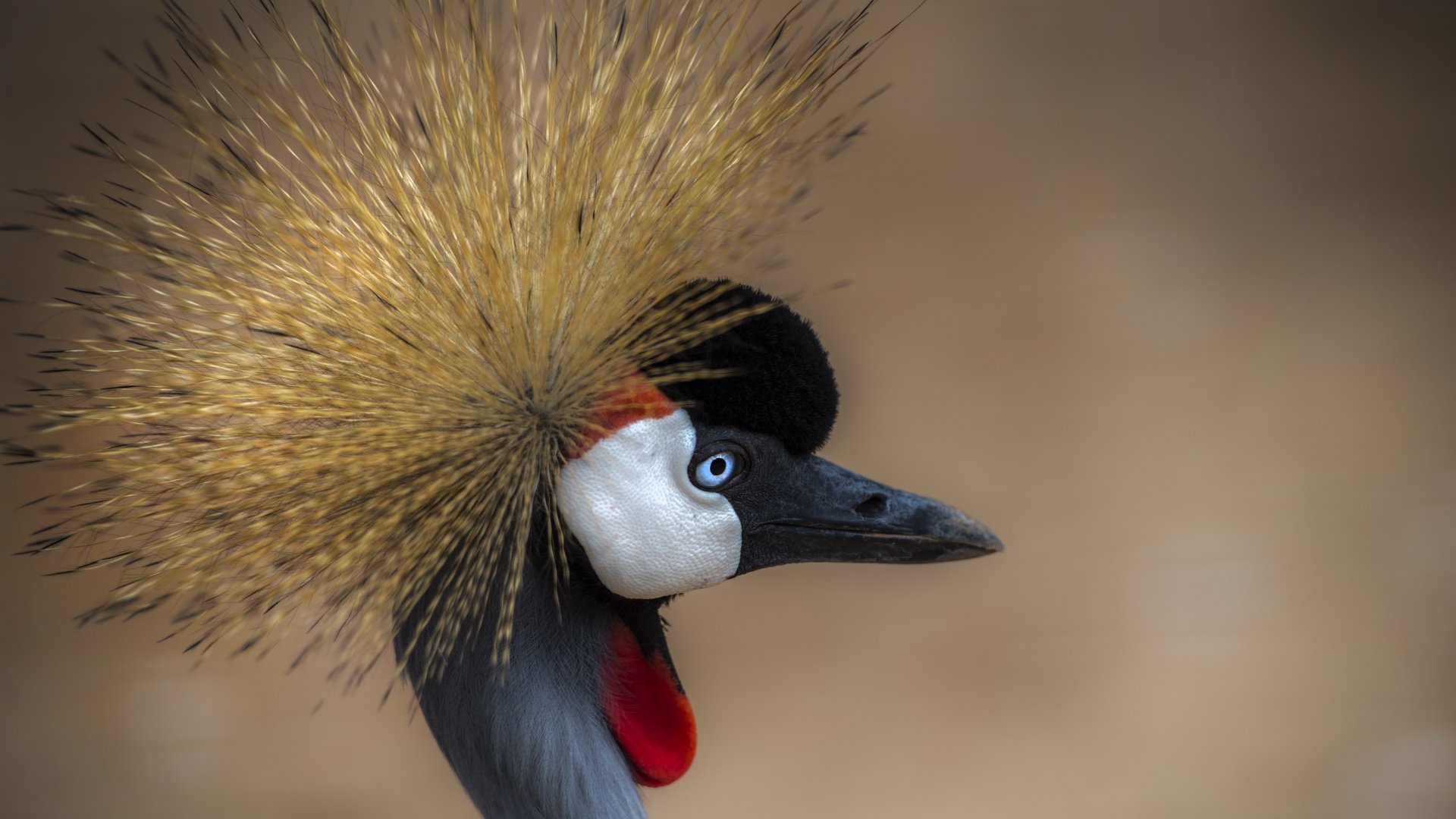 Download Bird Animal Grey Crowned Crane Crane (bird) 4k Ultra HD Wallpaper