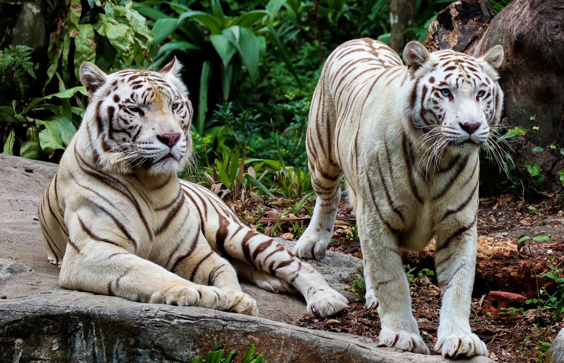 Download Animal White Tiger HD Wallpaper