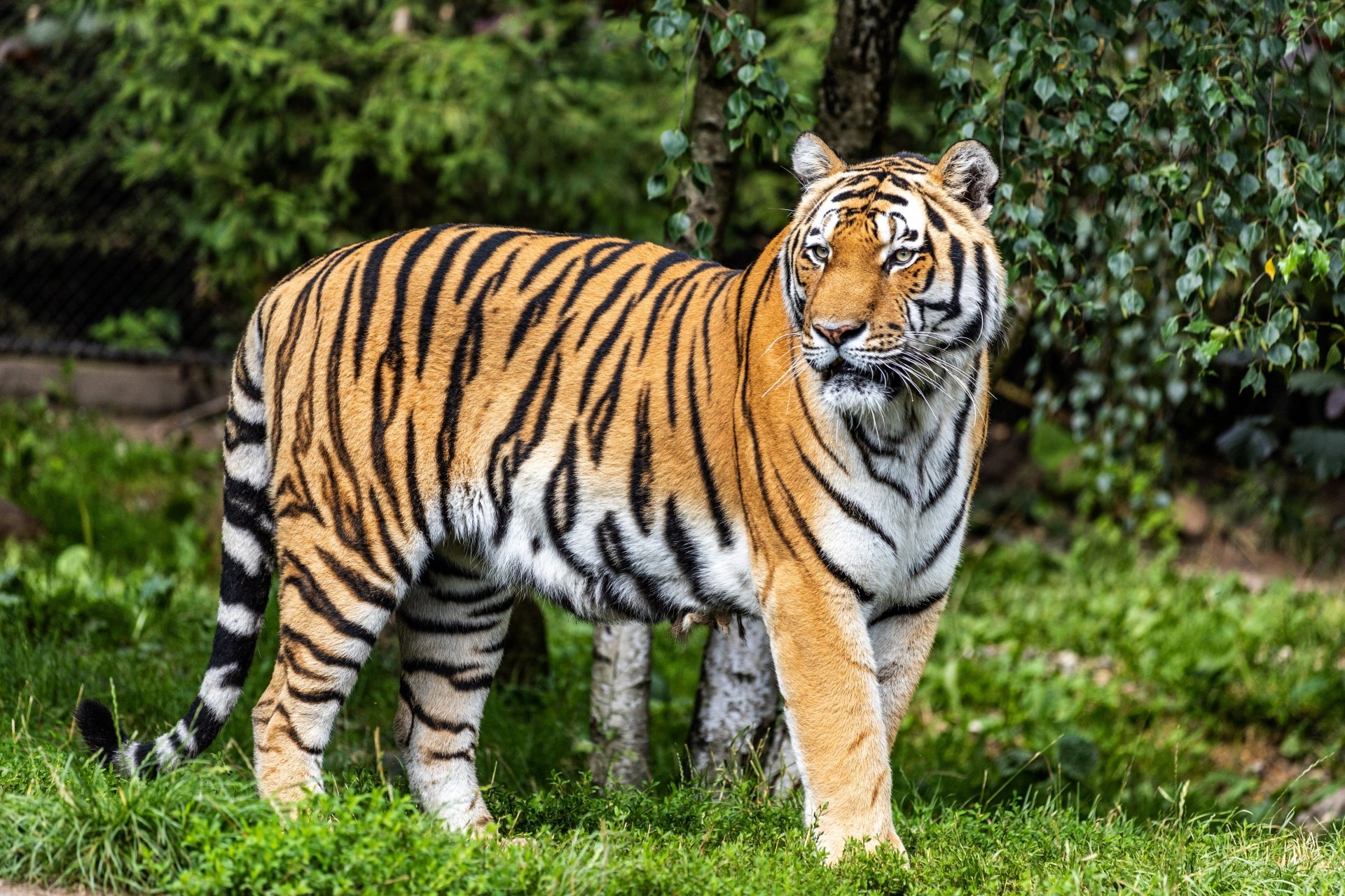 Download Animal Tiger 4k Ultra HD Wallpaper