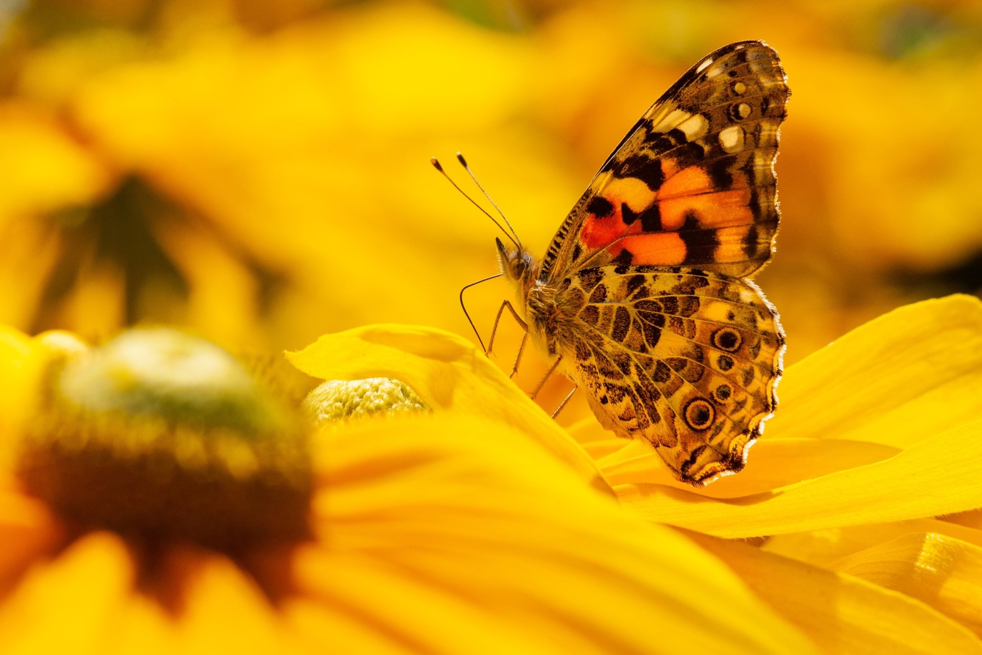 Download Insect Flower Macro Animal Butterfly HD Wallpaper
