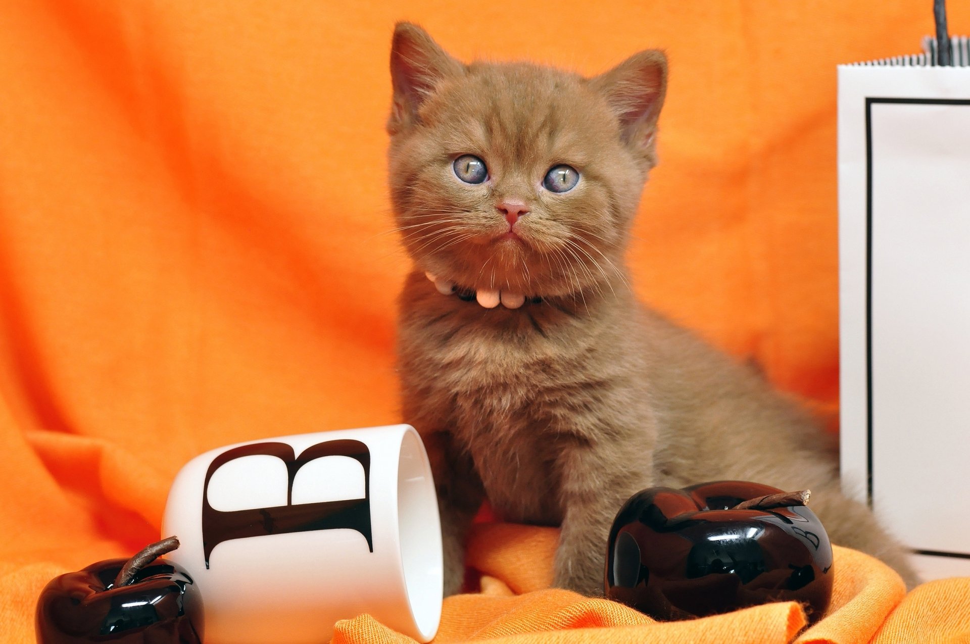 Download Kitten Animal British Shorthair HD Wallpaper