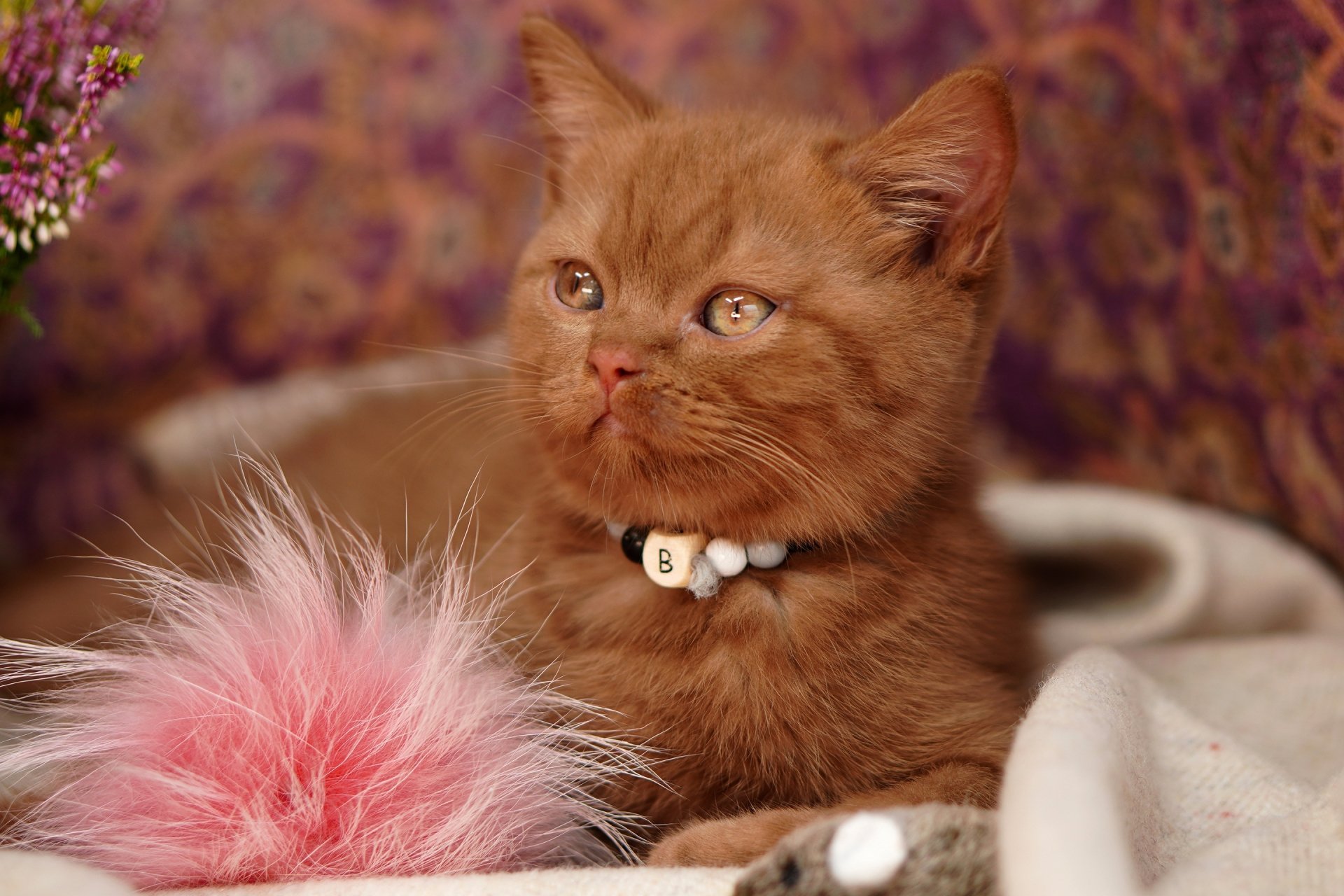 Download Baby Animal Kitten Animal British Shorthair HD Wallpaper