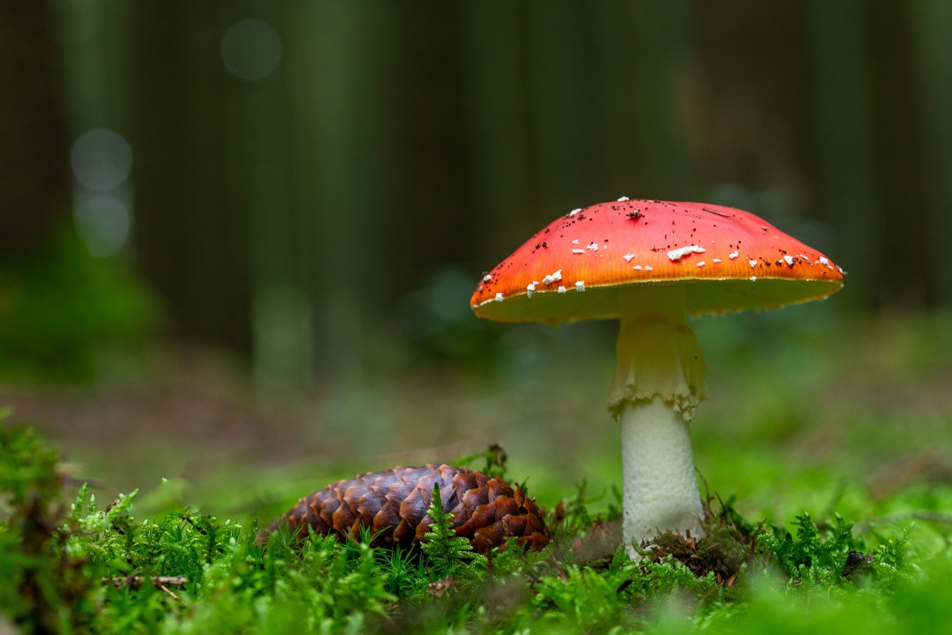 Download Moss Pine Cone Fly Agaric Nature Mushroom HD Wallpaper