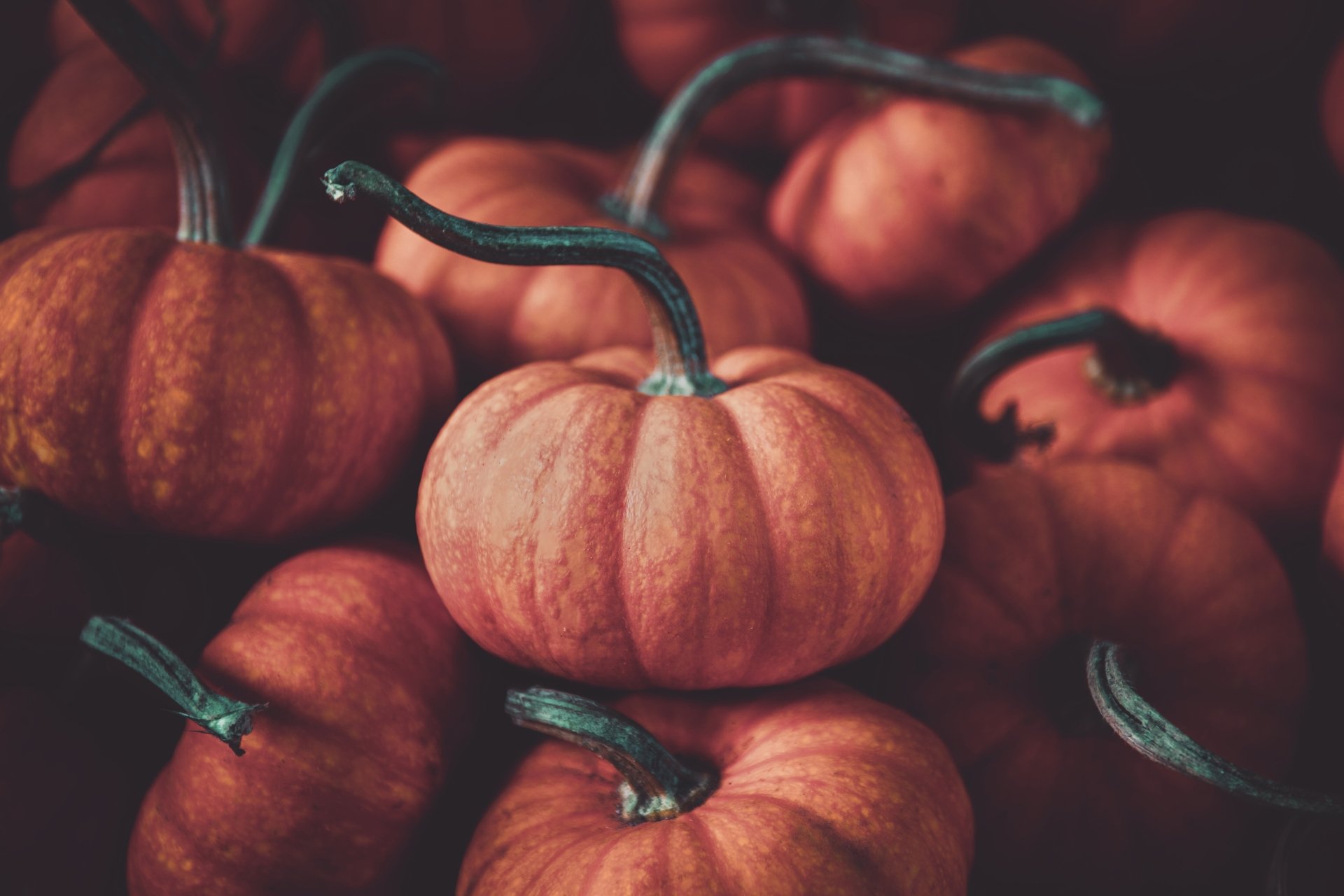 Download Food Pumpkin 8k Ultra HD Wallpaper