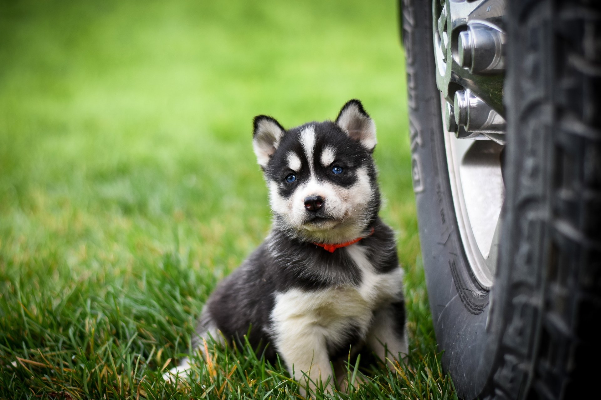 Download Siberian Husky Puppy Baby Animal Dog Animal Husky 4k Ultra HD Wallpaper