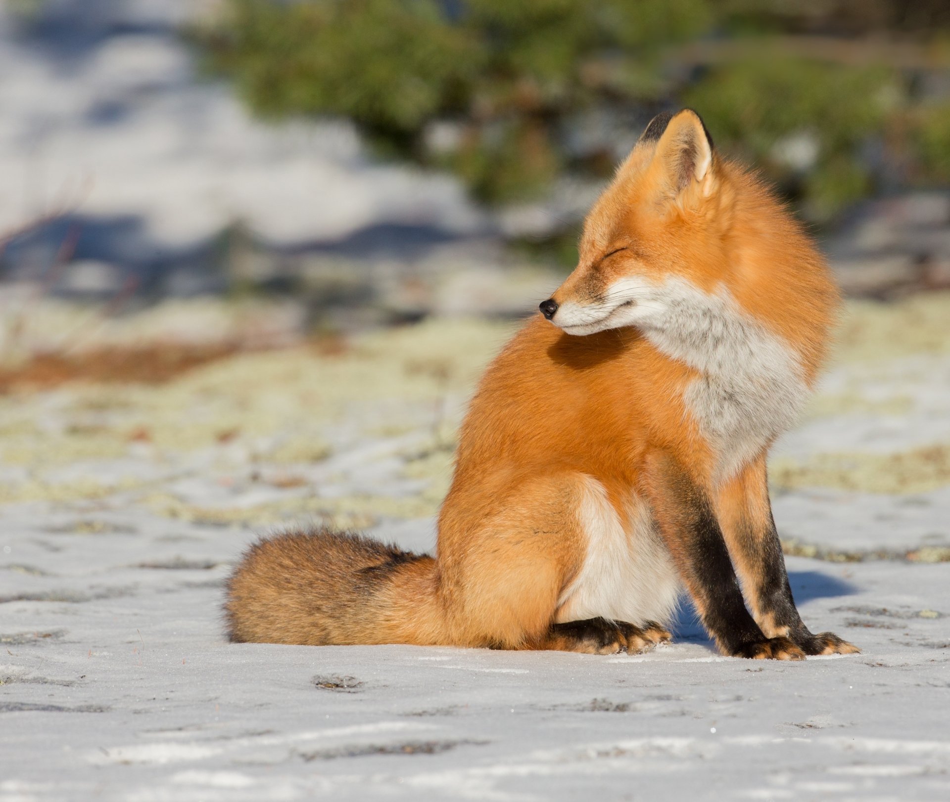 HD PC desktop wallpaper featuring a vibrant red fox sitting on a snowy and blurred natural background.