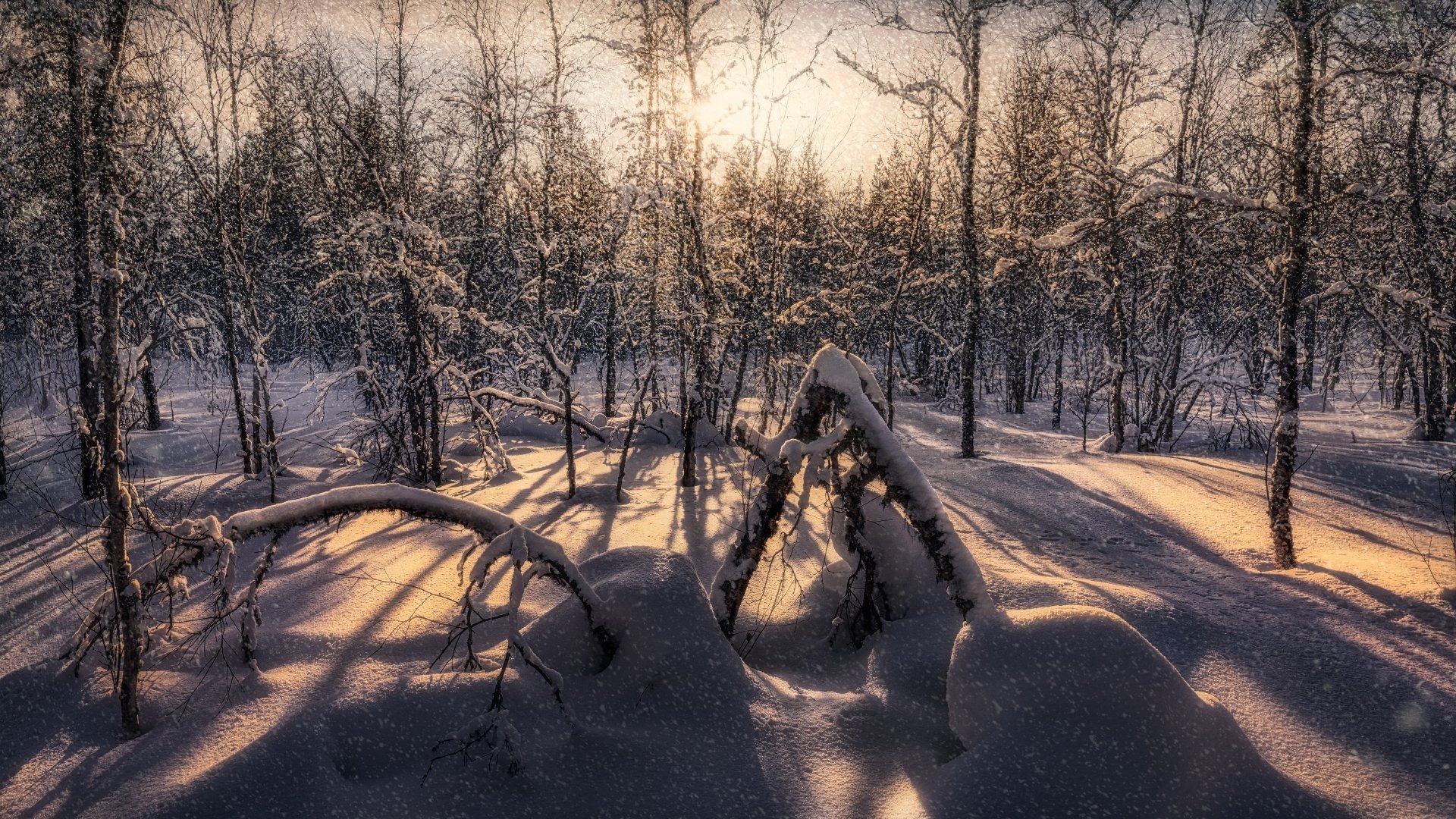 Download Snow Forest Nature Winter 4k Ultra HD Wallpaper | 3840x2160 ...