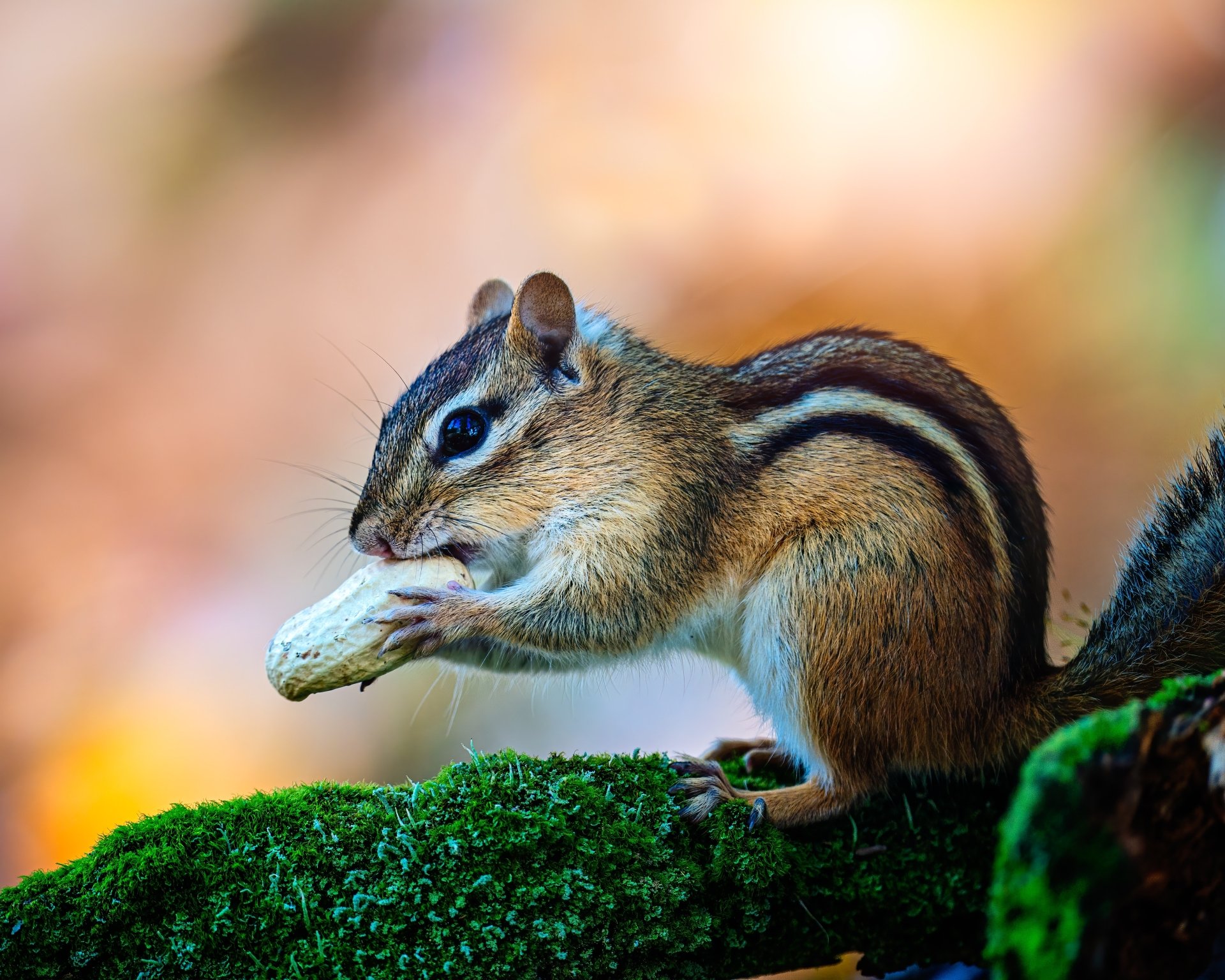 Download Peanut Rodent Moss Animal Chipmunk 4k Ultra HD Wallpaper