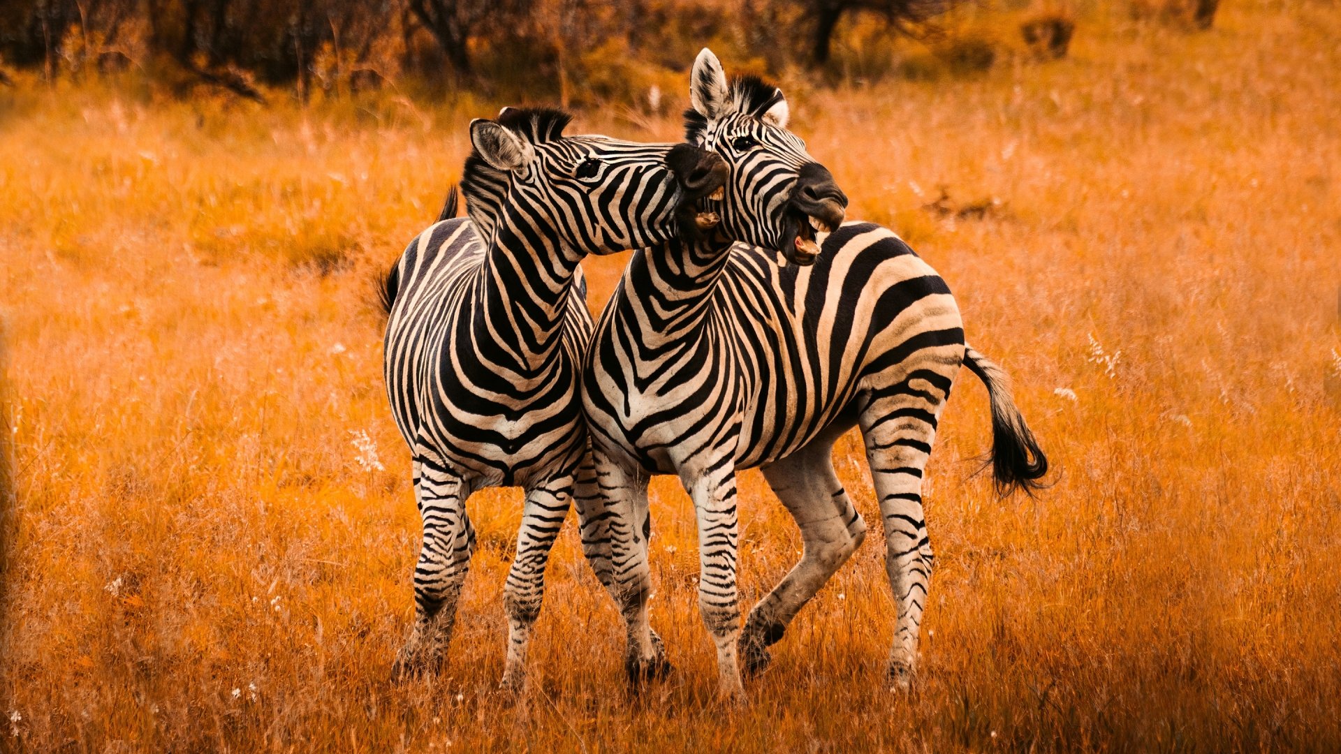 2K Quad HD PC desktop wallpaper — Animal: zebra. Two zebras nuzzling in golden grassland, bold black-and-white stripes against a warm orange background.